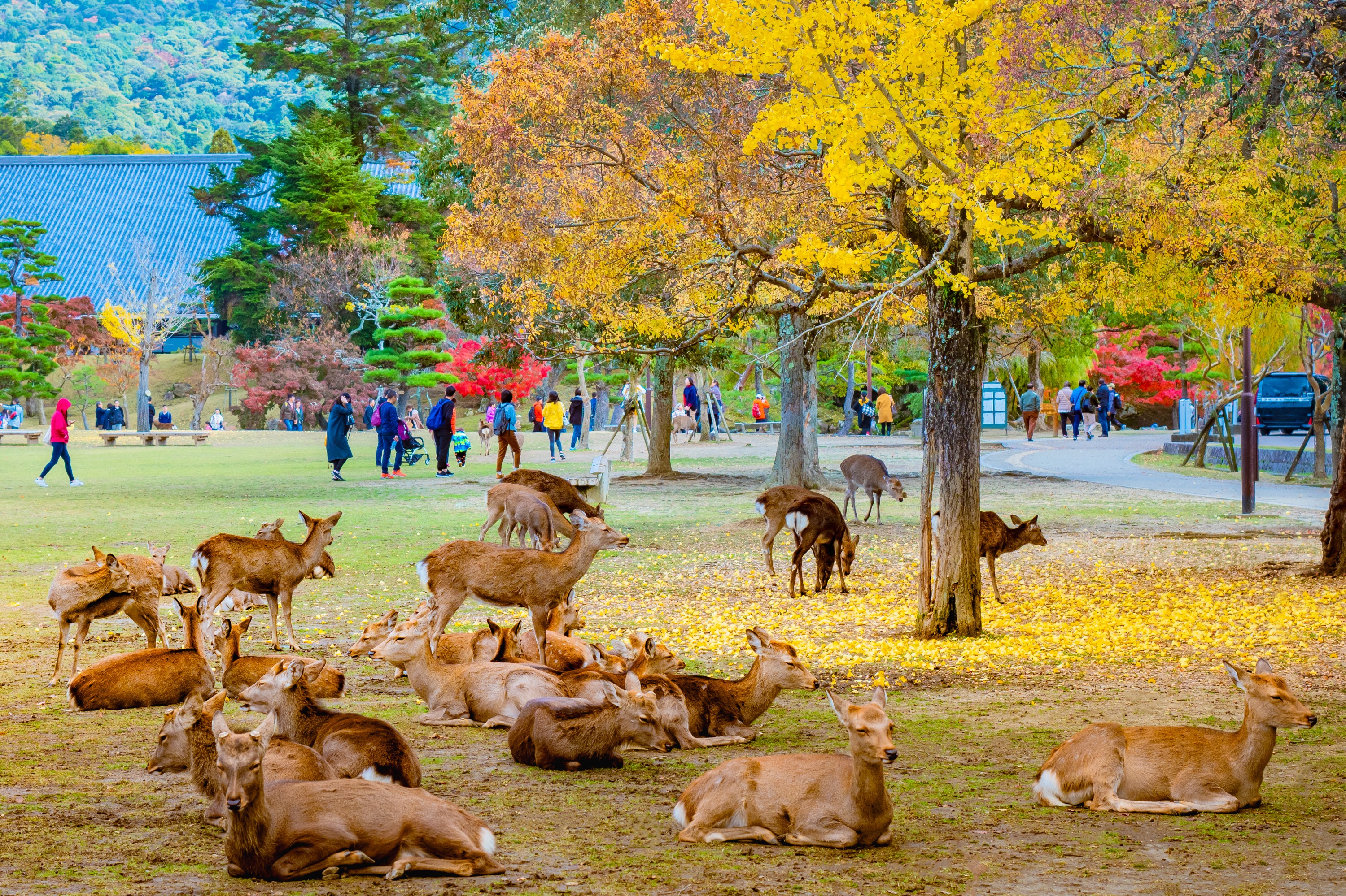[Tour mùa hè] HÀ NỘI - NARA - OSAKA – KYOTO – PHÚ SĨ - HỒ YAMANAKAKO – TOKYO (về chiều)